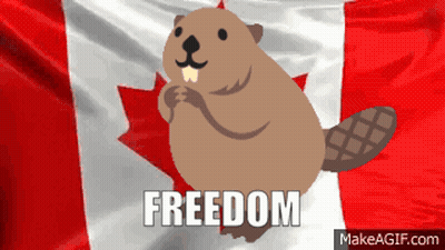 Cartoon Beaver With Canadian Flag And Freedom GIF