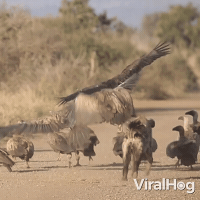 Cartoon Bird Flying With Bone In Beak GIF
