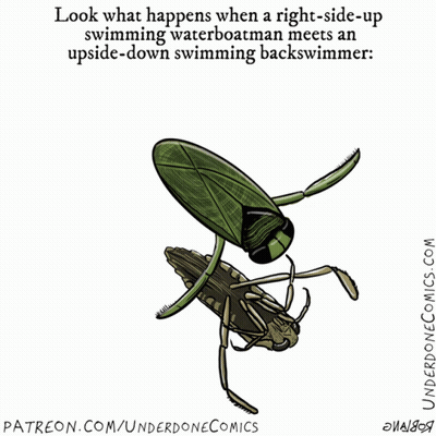 Cartoon Bug Saying Copycat GIF