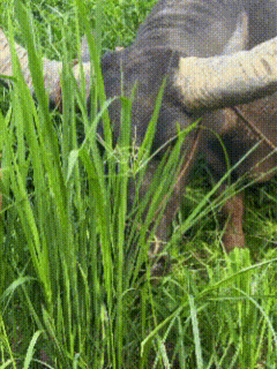 Cartoon Bull With Tongue Out GIF