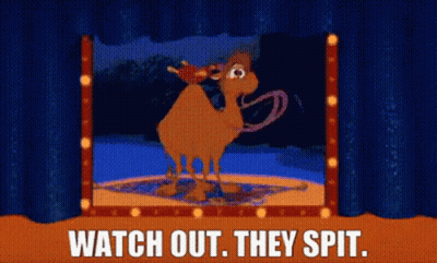 Cartoon Camel Saying Watch Out They Spit GIF