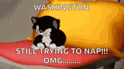 Cartoon Cat On Pillow Saying Washington Still Trying To Nap Omg GIF
