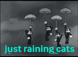 Cartoon Cat Rain GIF