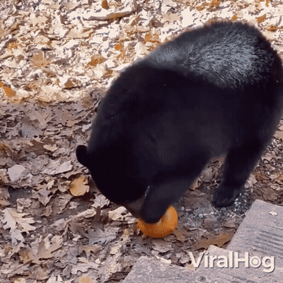 Cartoon Cat Saying Go Tera Go GIF