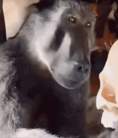 Cartoon Cat Saying I Sounded Sincere From Netflix GIF