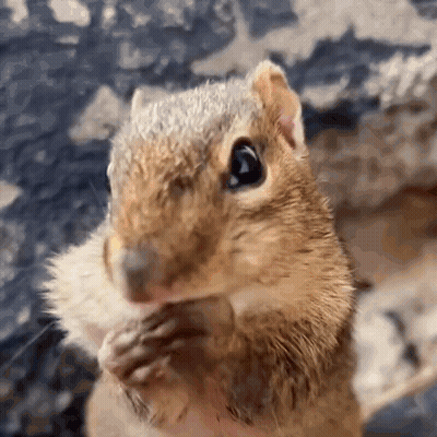 Cartoon Cat With Fish On Head Sitting GIF