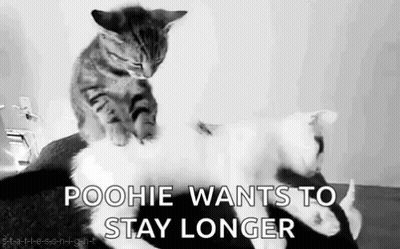 Cartoon Cat With Heart And I Love You GIF