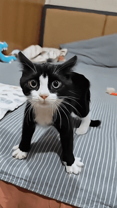 Cartoon Cat With Heart Nose And Pink Heart In Mouth GIF