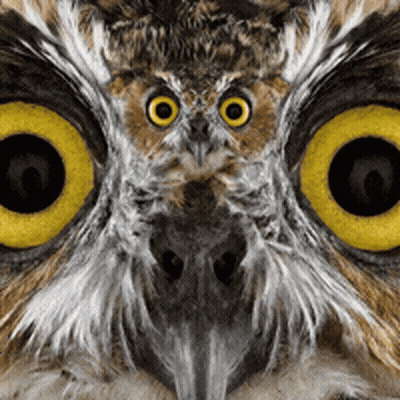 Cartoon Character Face Close Up Black GIF