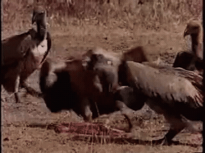 Cartoon Character Flying With Ostrich Head In Mouth GIF