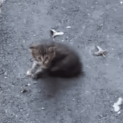 Cartoon Chicken With Mask I Have Feline Aids GIF