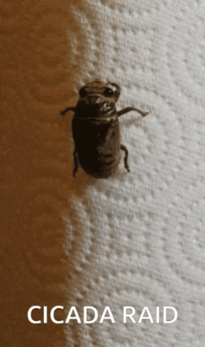 Cartoon Cicada Crawling On Tree GIF