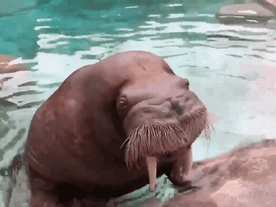 Cartoon Climbing Ladder Relax We'll Get There Soon GIF
