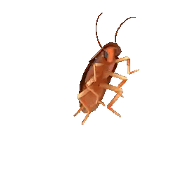 Cartoon Cockroach Sticker