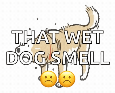 Cartoon Dog Saying That Wet Dog Smell GIF