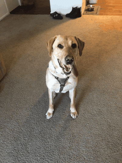 Cartoon Dog With Blue Collar Tag Saying Lady GIF