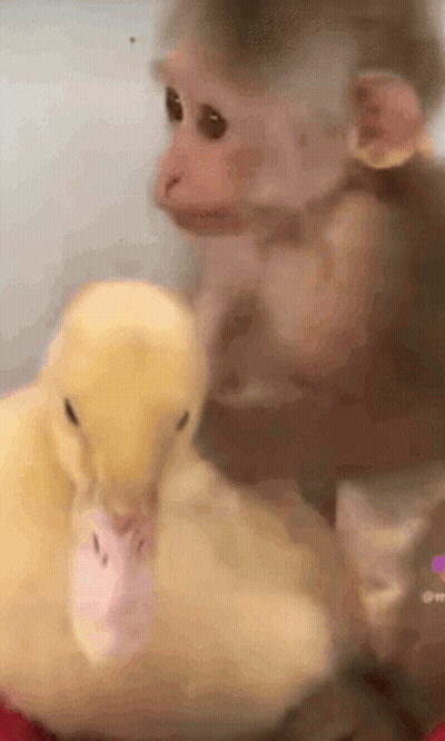 Cartoon Dog With Crown Diamond Hands GIF