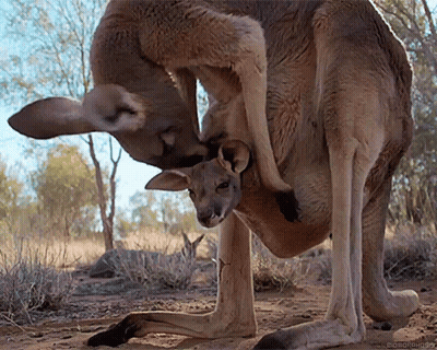 Cartoon Kangaroo In Sunglasses At Sunset GIF