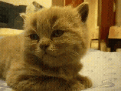 Cartoon Lion Sleeping In Bed GIF