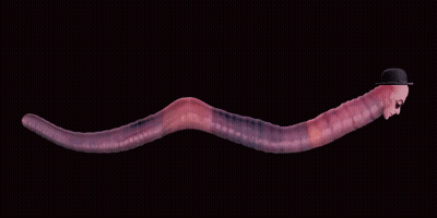 Cartoon Pressing Wen Button GIF
