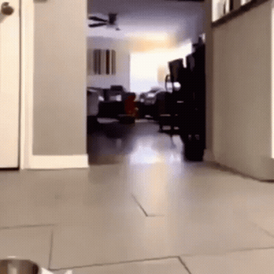 Cartoon Pug With Big Eyes GIF