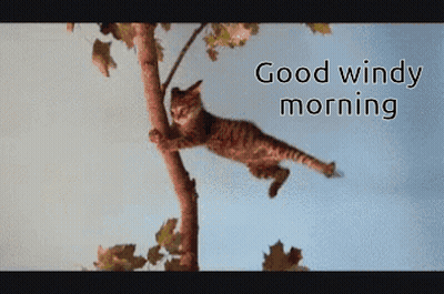 Cartoon Saying Windy Day GIF