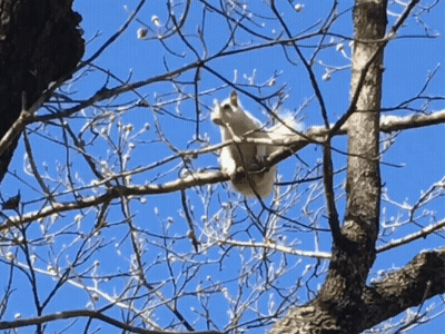 Cartoon Squirrel Holding Nut And Leaf GIF