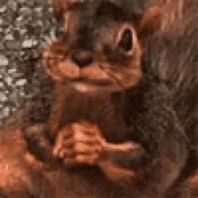 Cartoon Squirrel Smiling And Holding Nut GIF