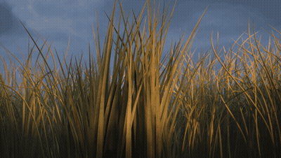 Cartoon Squirrel With Big Eyes In Field GIF