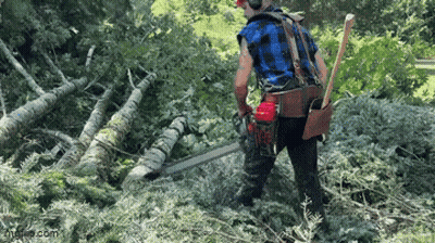 Cartoon Tree With Green Mustache And Eyebrows GIF