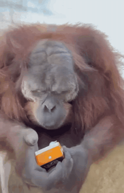 Cartoon Turtle Drinking Juice GIF