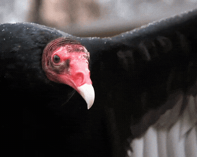 Cartoon Vulture Says Not Everyone Can Be Born With Such Great Looks GIF