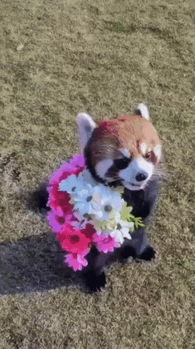 Cartoon With Red Eyes And Sharp Teeth Holding Knife Says Trust Us GIF