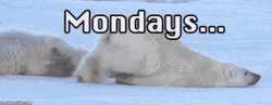 Case Of The Mondays Lazy Polar Bear GIF