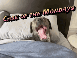 Case Of The Mondays Sleepy Pup In Bed GIF