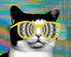 Cat Acid Trip GIF