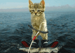 Cat Adventure Water Skiing GIF