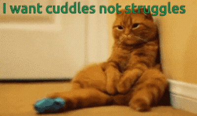 Cat Against Wall Saying I Want Cuddles Not Struggles GIF