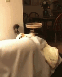 Cat Aggressively Bites Pillow GIF