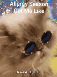 Cat Allergies Allergy Season Got Me Like GIF