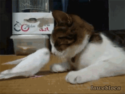 Cat And Bird Playful Smooch