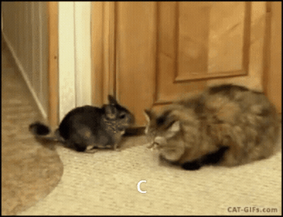 Cat And Chinchilla Standing Together Letter C GIF