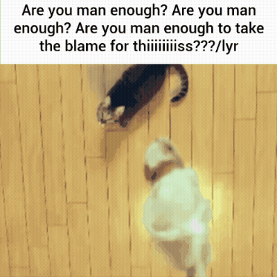 Cat and Dog Are You Man Enough