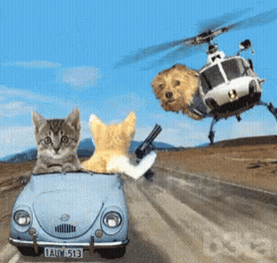 Cat and Dog Driving With Helicopter in Background