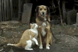 Cat And Dog Friendship