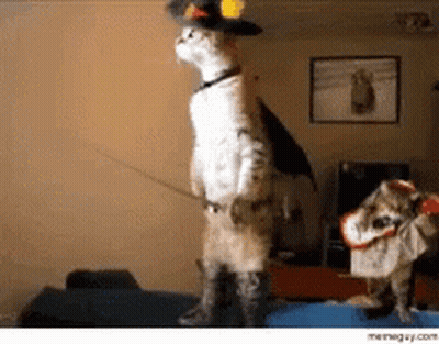 Cat And Dog In Costumes Standing In Living Room GIF