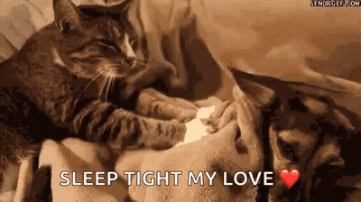 Cat And Dog Laying On Bed Holding Paw GIF