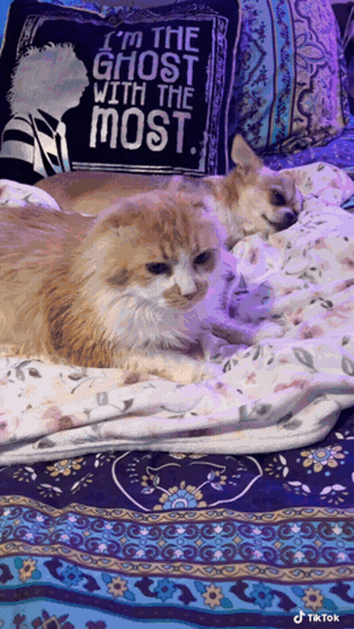 Cat And Dog Laying On Bed With Pillow Saying I'm The Ghost With The Most GIF