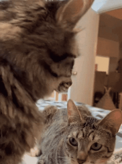 Cat And Dog Looking At Each Other On Bed GIF