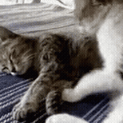 Cat And Dog Lying On Blue Blanket GIF